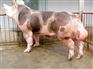 荆门家猪供销，超值的商品猪推荐