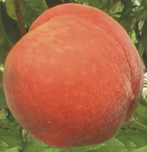 濰坊專業(yè)的桃樹(shù)苗提供商，桃樹(shù)小苗價(jià)格