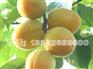 极早甜杏-极早甜杏价格-极早甜杏批发-晟博园林