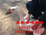 潍坊五龙鹅苗