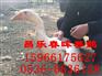 山东皖西鹅苗
