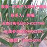 一代大蒜种子?批发大蒜种子?高产大蒜种子