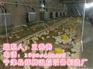 现代化鸡舍升温锅炉、葫芦岛连山区养殖设备取暖器