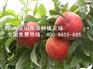 潍坊报价合理的中华红桃苗哪有卖：中华红桃苗出售