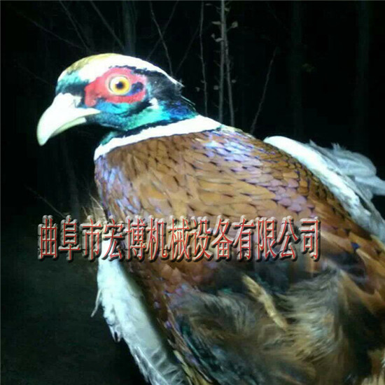 背负式轻便照明灯 逮野鸡野兔照明灯 铁岭扑野鸡的照明灯多少钱  背负式野外照明灯  户外照野鸡灯  捕野鸡照明灯图片