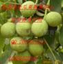 陕西香林核桃大量上市