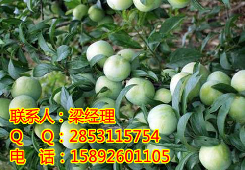 迪慶李子苗，迪慶李子苗壽命，迪慶李子苗供應