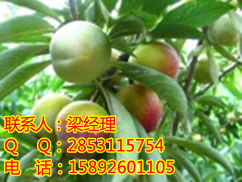 怒江李子苗，怒江李子苗預(yù)售，怒江李子苗效益