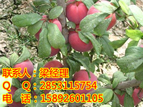 紅河李子苗，紅河李子苗投產(chǎn)時間，紅河李子苗果實