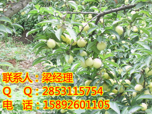 大理李子苗，大理脆紅李子苗價(jià)格，大理脆紅李子苗批發(fā)