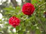 北京月季花价格 山东月季花价格 河北月季花价格
