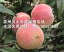 潍坊口碑好的永莲蜜桃苗报价 最好的永莲蜜桃苗