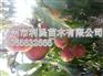 超晚熟金秋红蜜 高糖度脆甜口感好 高产优质收入高 发展前景好