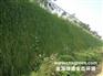 边坡绿化|CBS植被混凝土绿化添加剂|三峡大学专利产品