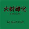 临汾冬青球|临汾冬青球种植|冬青球价格