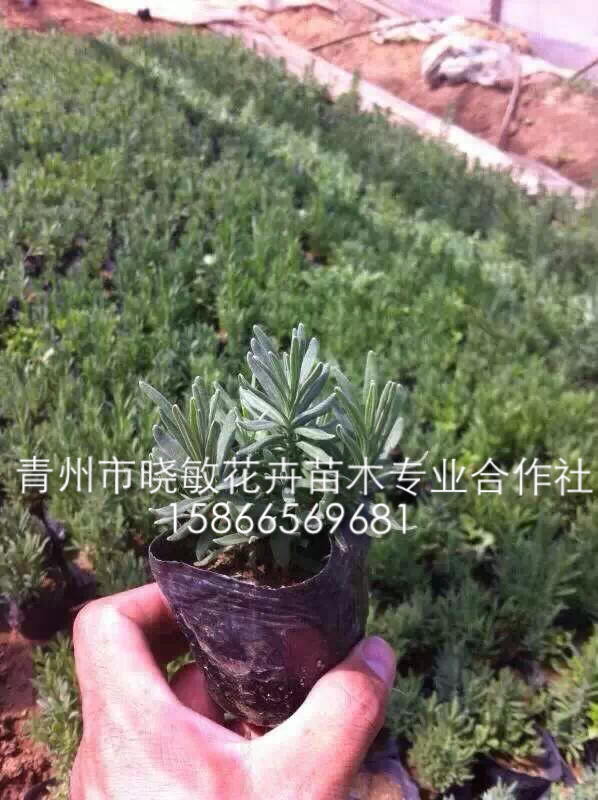 供應(yīng)山東薰衣草價格優(yōu)質(zhì)薰衣草批發(fā)宿根花卉種植