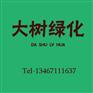 临汾红叶李种植|临汾红叶李苗圃|红叶李价格