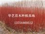 永清苗木花卉/永清苗木花卉常年批发
