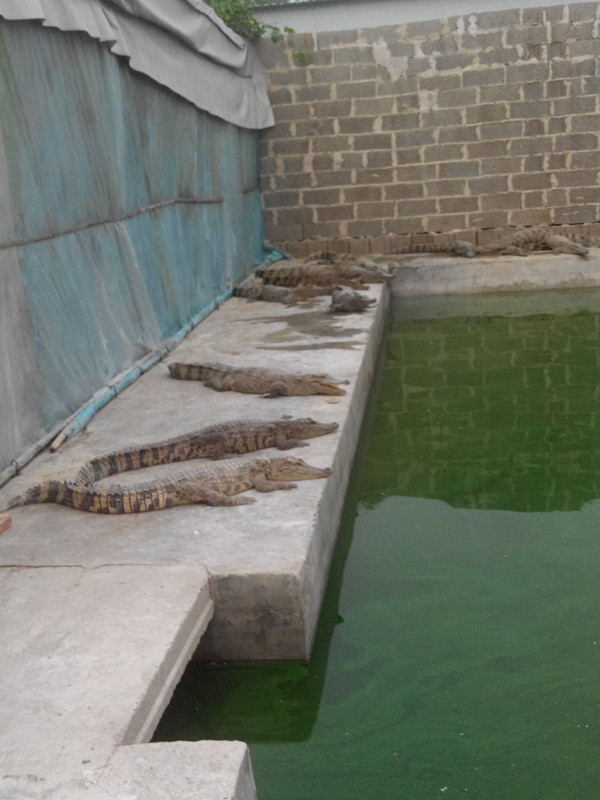 人工养殖鳄鱼夏季促销进行中  活体鳄鱼  鳄鱼肉  小鳄鱼