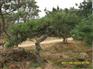 【莱芜基地研发】高质量的泰山迎客松苗木应具备以下条件
