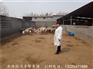 杜泊绵羊多少钱一只,出售杜泊绵羊安全可靠
