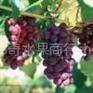 陕西户太葡萄批发价格