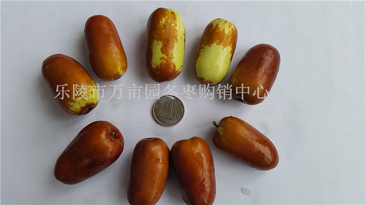 2015年乐陵鲜长红枣 马牙枣产地批发上市了&nbsp;&nbsp;鲜枣代办&nbsp;&nbsp;鲜枣批发商&nbsp;&nbsp;鲜枣批发供应商