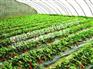 【草莓温室大棚】【草莓种植温室】【草莓温室建造】