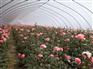 花卉温室大棚市场最新行情资讯，新型花卉温室工程