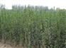 常用绿化苗木价格——想要最好的北海道黄杨就来新牧原花卉苗木