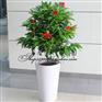 上海最好的室内绿色植物花卉销售设计公司