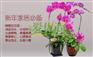 上海哪个室内绿色植物花卉销售公司好啊