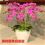 上海室内绿色植物花卉销售设计