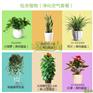 上海哪家公司室内绿色植物花卉销售最专业