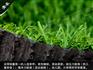 人造草坪
