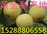 山东皇冠梨销售经济人