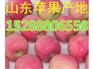 山东苹果美八销售价格预测