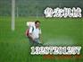 汽油打药机 雾状喷雾器  畅销的打药机