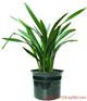 提供一方绿植物YFL1武汉花卉租摆