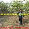 银庄苗圃直销核桃树占地核桃树1-3公分嫁接品种薄皮核桃树