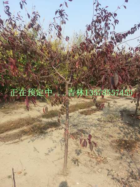 遼寧山桃稠李2年苗-吉林太平苗圃