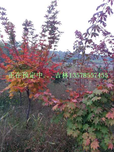長春山杏-吉林太平苗圃