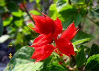 廈門價(jià)格合理的廈門國(guó)慶草花哪有賣：時(shí)令花草哪家好