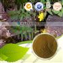 贯叶连翘提取物，金丝桃素0.3%