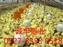 哪里鹅苗价格最低就上诚丰鹅业