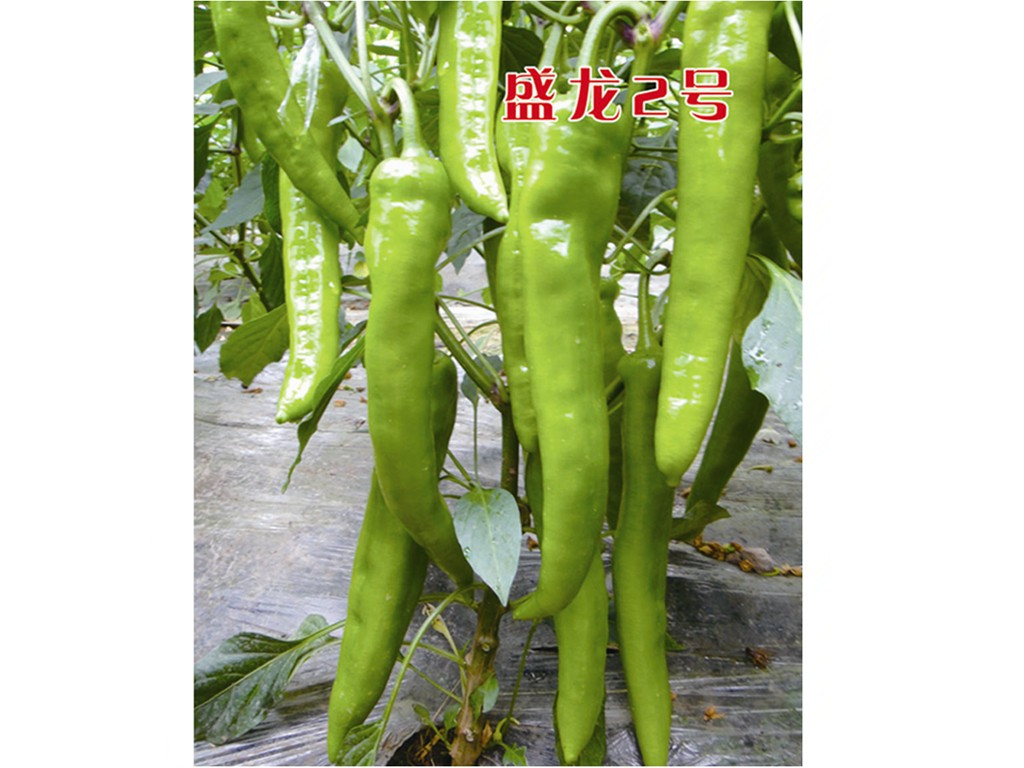 優(yōu)質(zhì)抗病羊角椒種子——壽光萬(wàn)盛種業(yè)